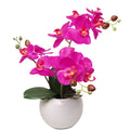 13-Inch Fuchsia Phalaenopsis Orchid Flowers In 5-Inch Round