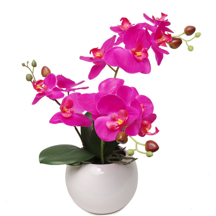 13-Inch Fuchsia Phalaenopsis Orchid Flowers In 5-Inch Round