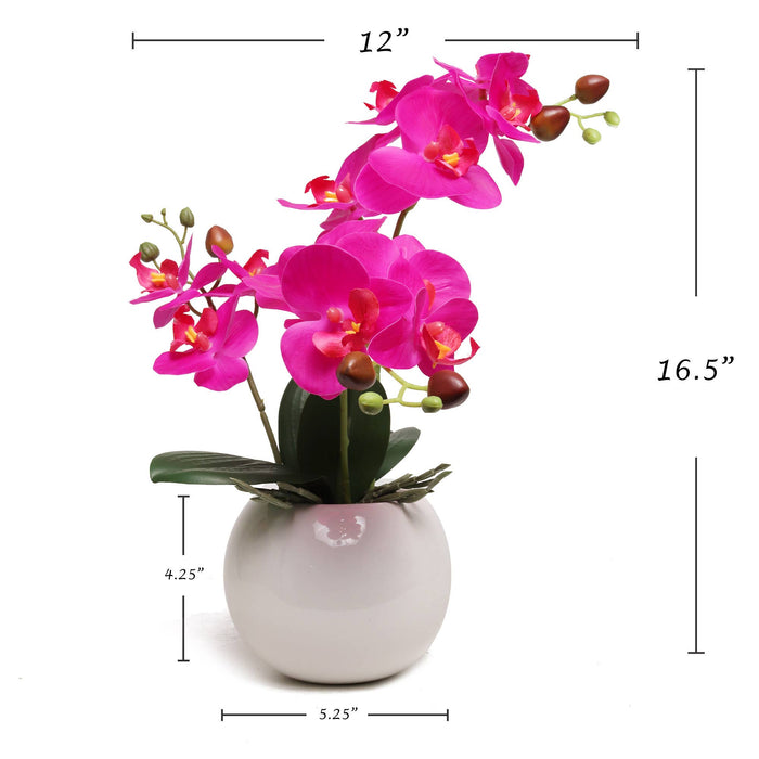 13-Inch Fuchsia Phalaenopsis Orchid Flowers In 5-Inch Round