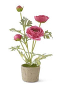 14 Inch Pink Ranunculus In Clay Pot