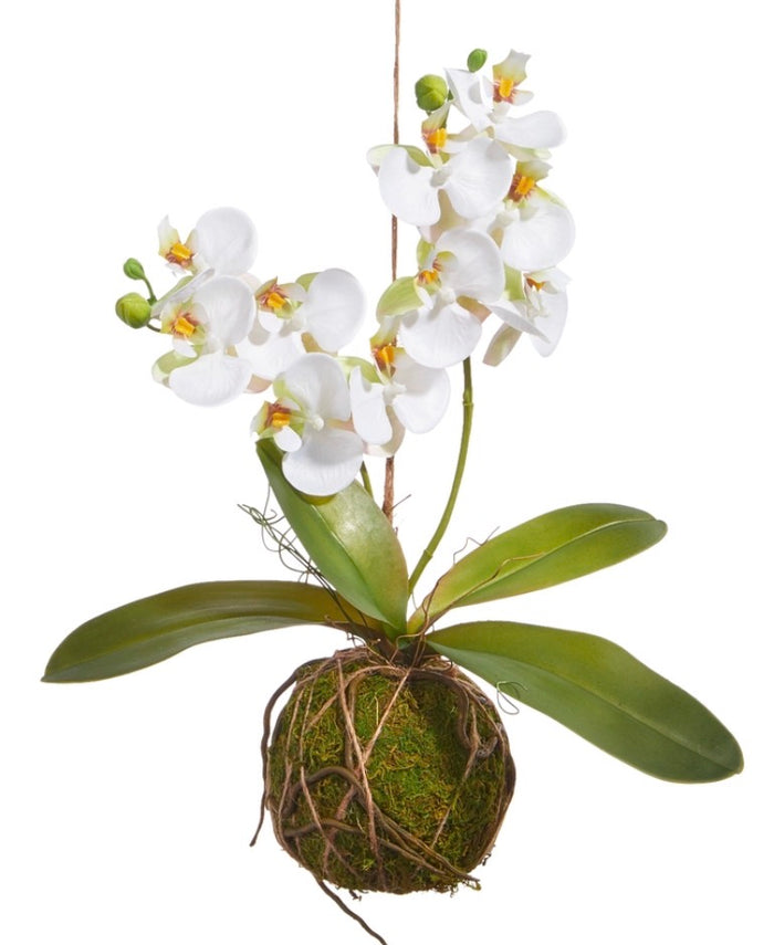 15" Real Touch White Orchid With Moss Ball