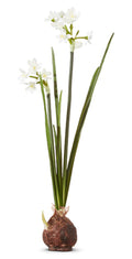 18" PAPERWHITE BULB