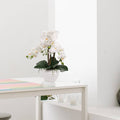 19" White Phalaenopsis Orchid Flowers In Dimple White Pot