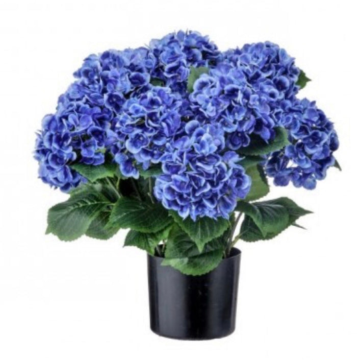 22" POTTED GARDEN HYDRANGEA