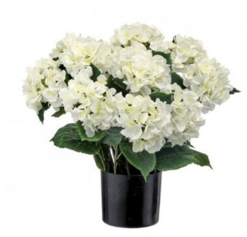 22" POTTED GARDEN HYDRANGEA