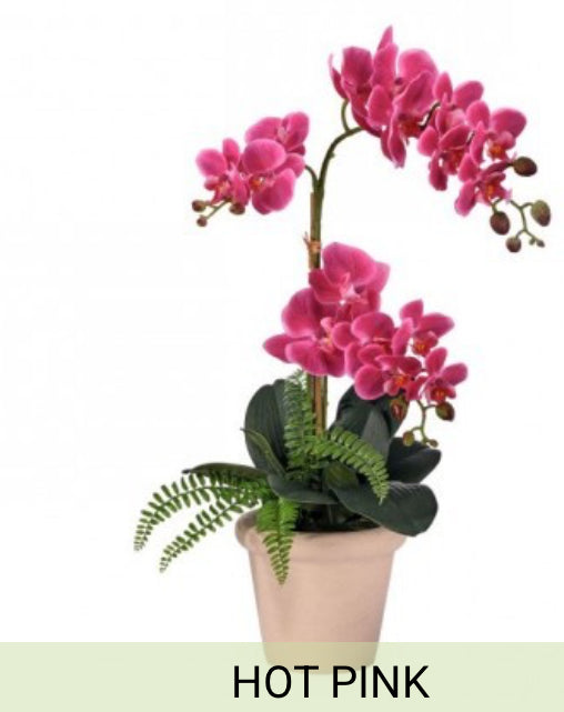 23" PHALAENOPSIS X3 & FERN IN TC POT