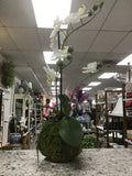 23.75" Real Touch White Orchid with Moss Ball