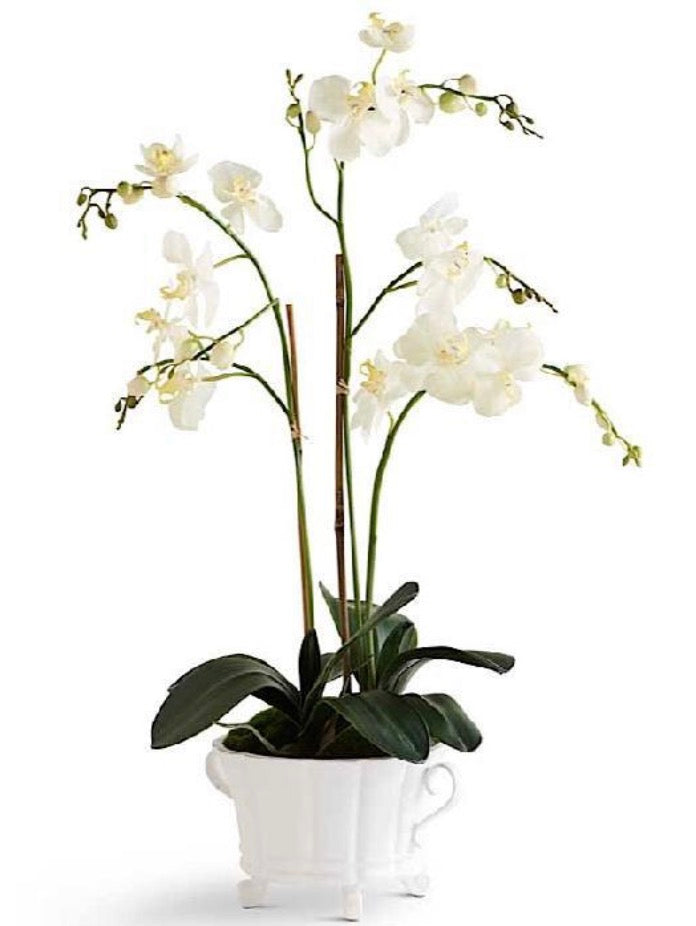 32 Inch White Orchid in 2 Handled White Dish