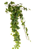 42" HANGING FROSTED IVY VARIGATED