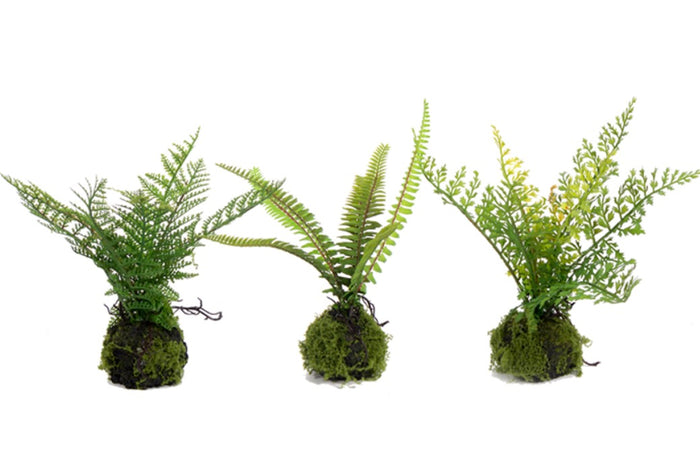9" SMALL FERN