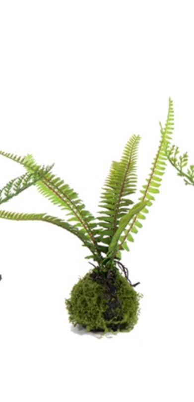 9" SMALL FERN