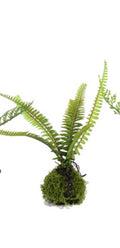 9" SMALL FERN