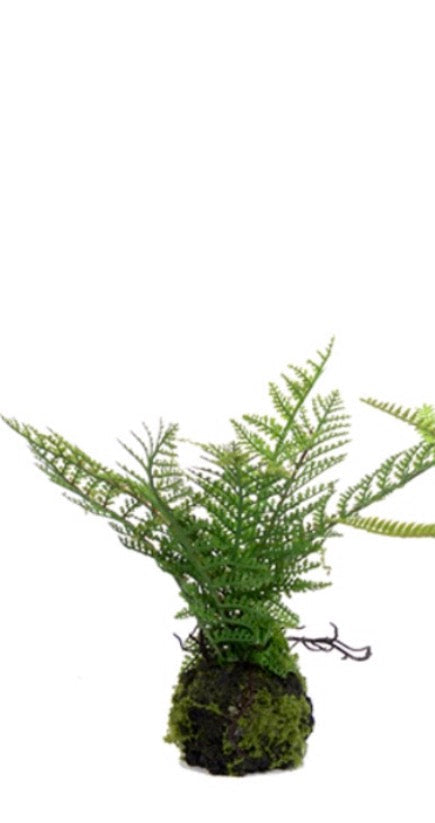 9" SMALL FERN