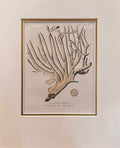 Coral Etching Gorgonia Palma - Robert K.Grenville