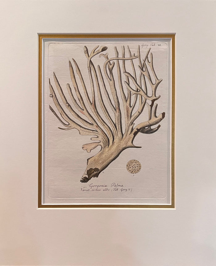 Coral Etching Gorgonia Palma - Robert K.Grenville