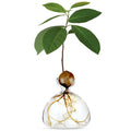 Avocado Vase - Clear Glass