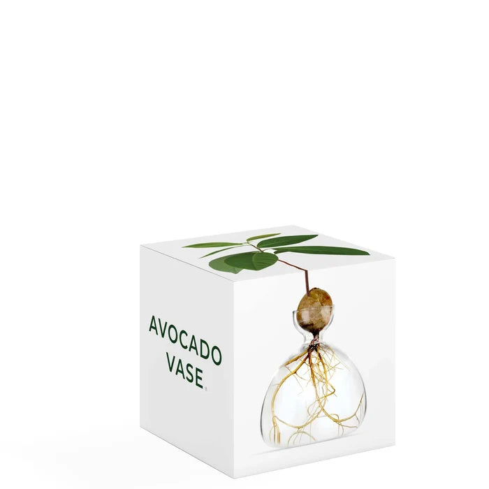 Avocado Vase - Clear Glass