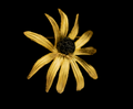 Black Eyed Susan Brooch