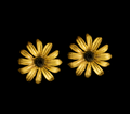 Black Eyed Susan Earrings