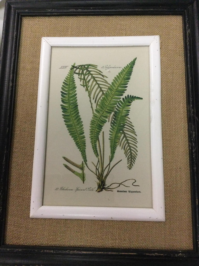 Black framed fern prints