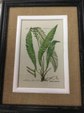 Black framed fern prints
