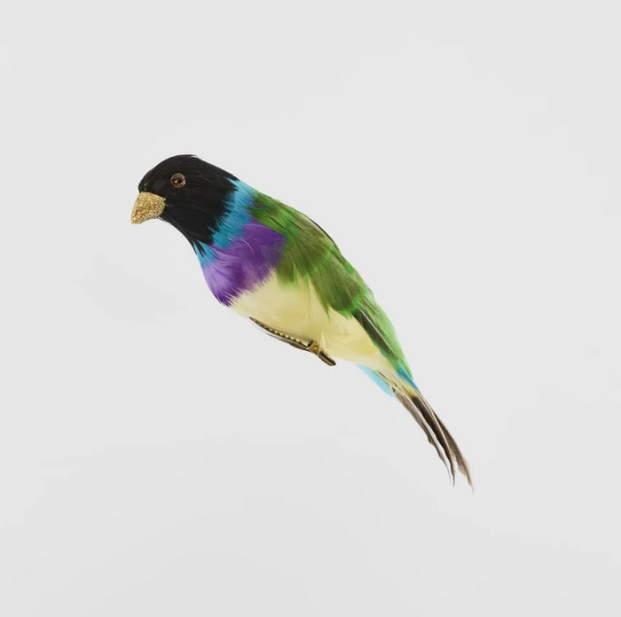 Black Headed Finch