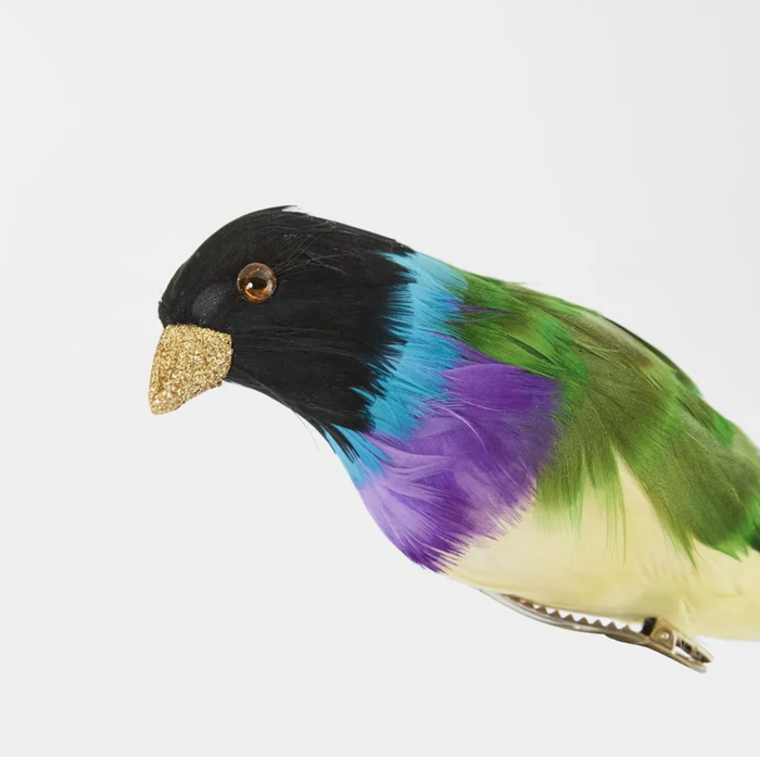 Black Headed Finch