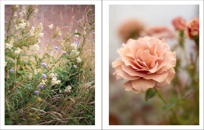 Bush Flowers