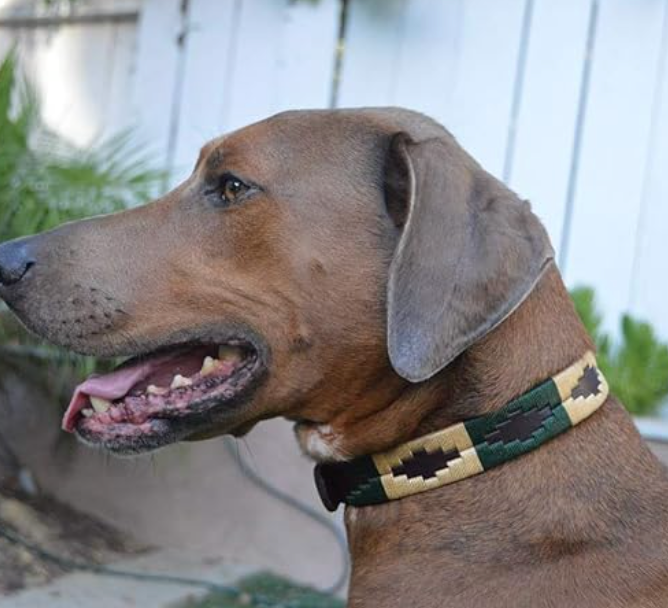 Dog Collar - Palm Desert
