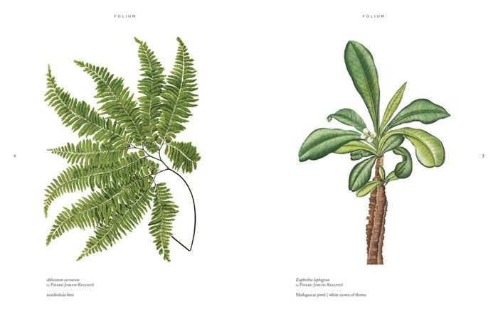 Folium