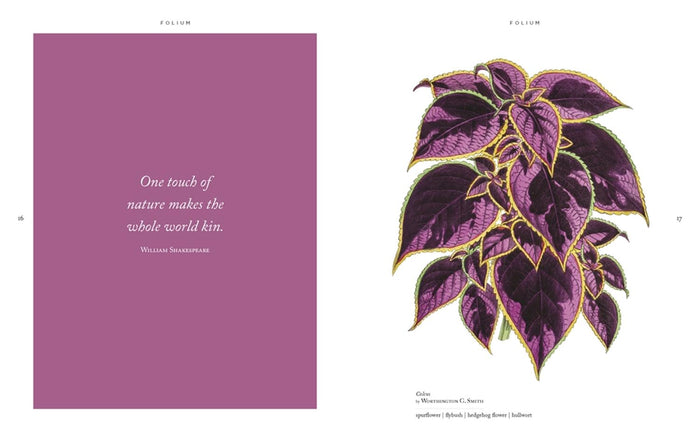 Folium