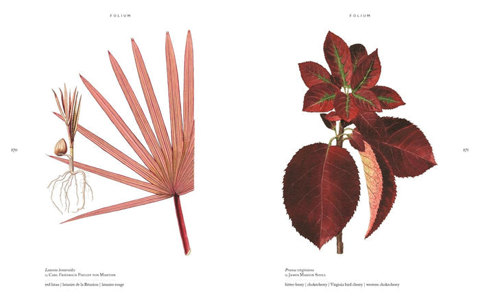 Folium