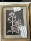 framed botanical print