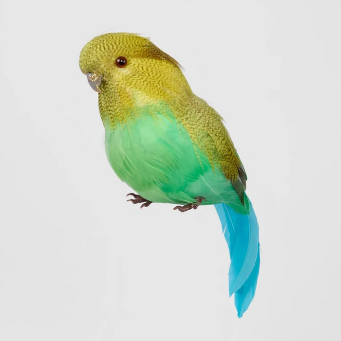 Glitter Beak Budgie - Green