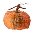 Latex hybrid pumpkins