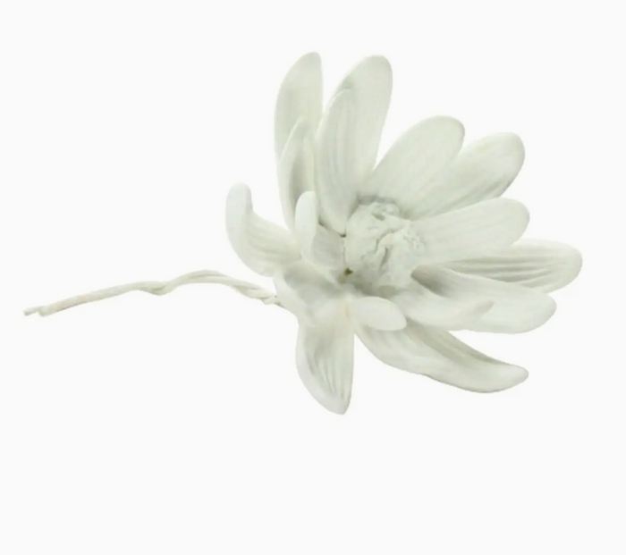 Magnolia Flower