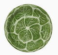 Melissa's Garden Cabbage Salad and Dessert Plates Pack of 8