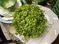 Moss Orb
