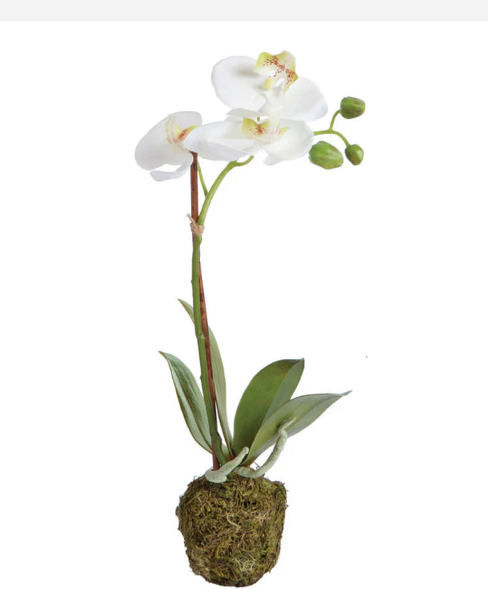 PHALAENOPSIS ORCHID DROP-IN 15"