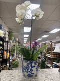 PHALEANOPSIS & FERN IN CERAMIC POT 22"