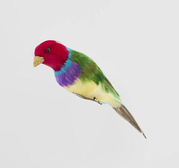 Red Headed Finch
