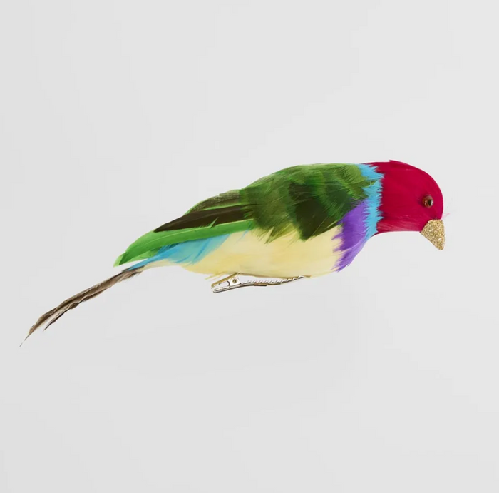 Red Headed Finch