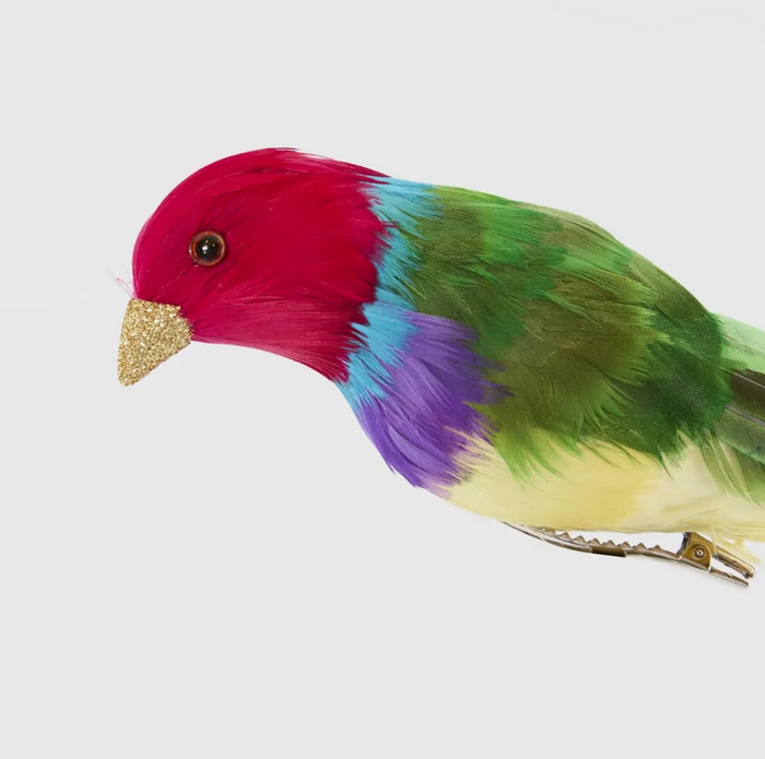 Red Headed Finch