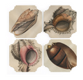 Shell Coasters , Set of Four