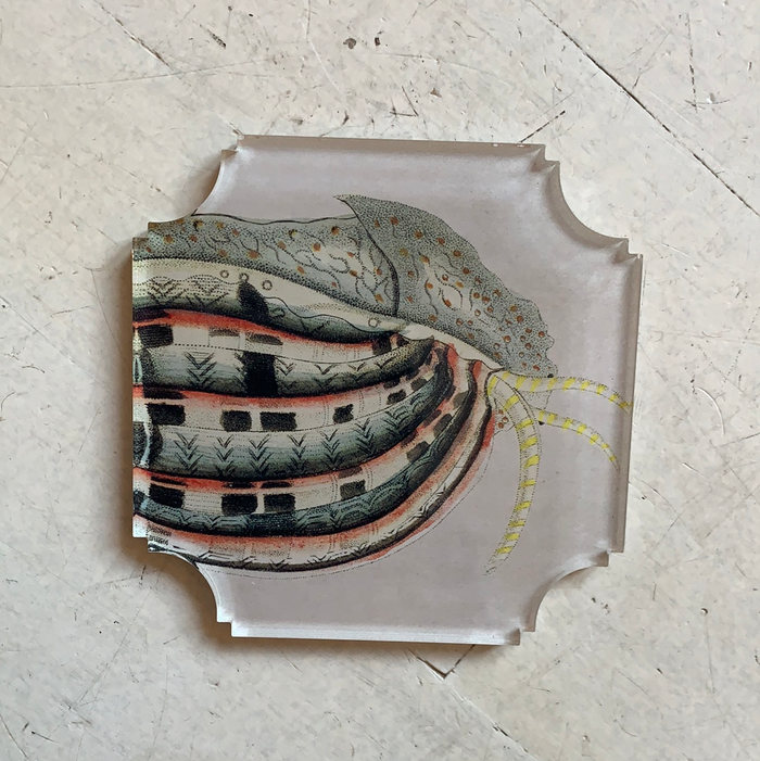 Snail Coasters , Set of Four