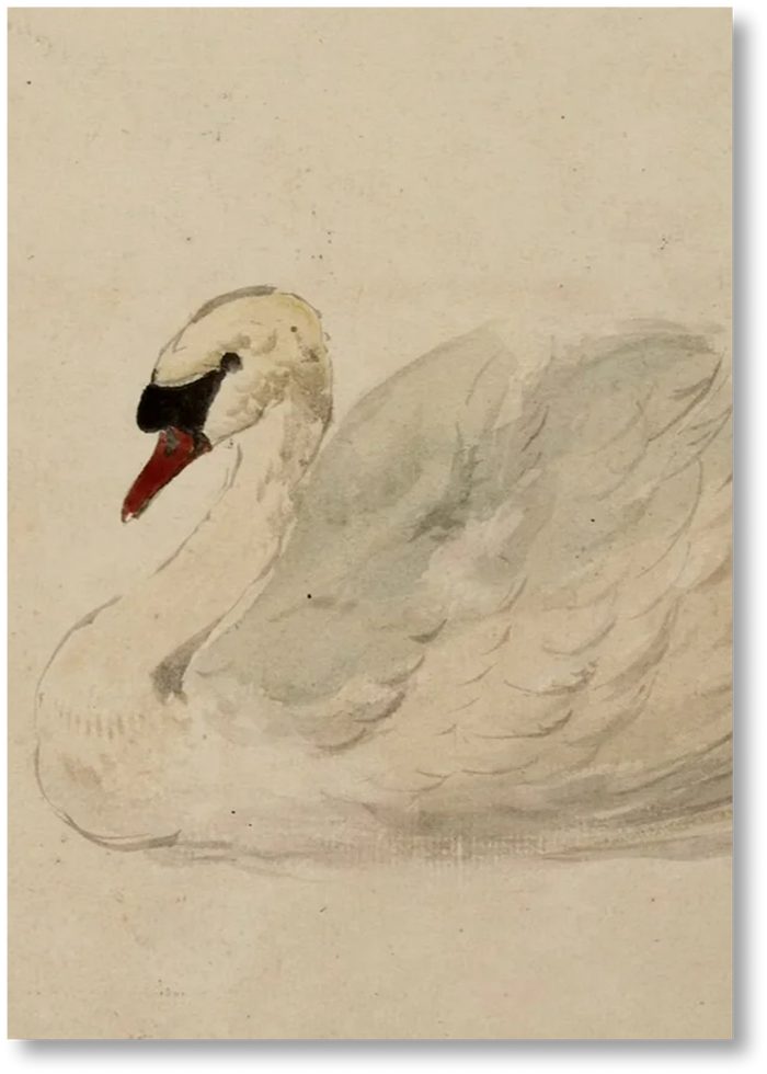 Swan - Print