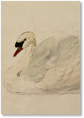 Swan - Print