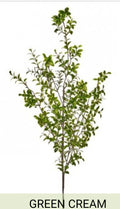 VARIAGATED BOXWOOD BRANCH 48"