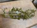 Wild mossed vine branch 38”